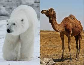 Polar Bear And Camel
