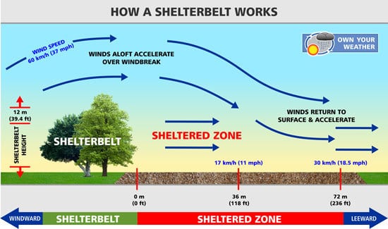 How A Shelterbelt Works