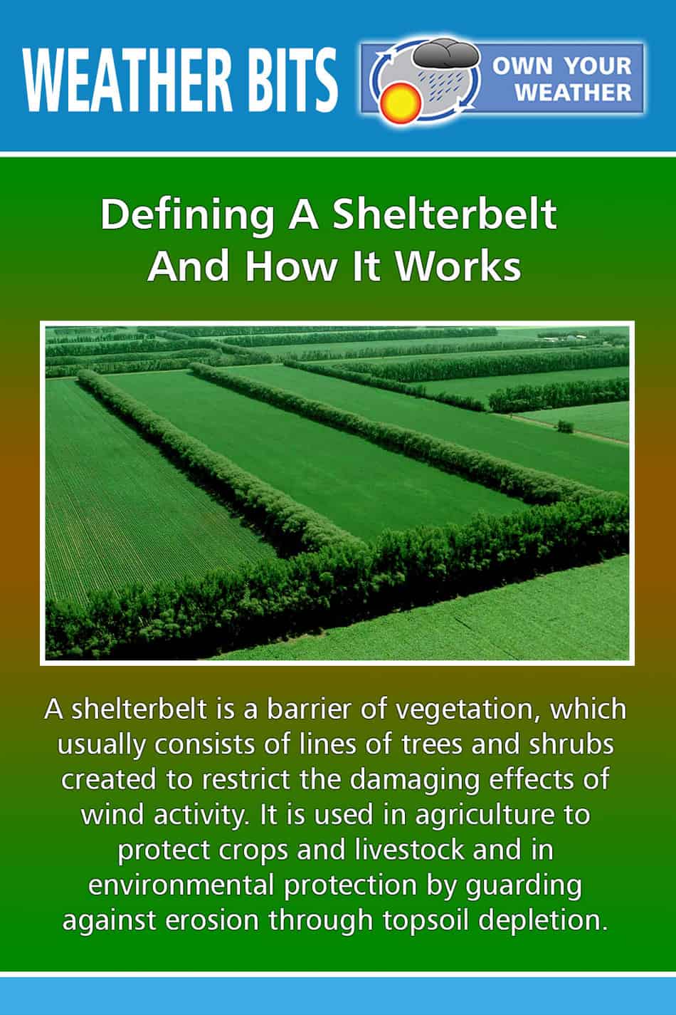 Defining A Shelterbelt And How It Works