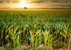 Agriculture